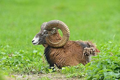 微软内部技术测试 让AI帮你玩《我的世界》